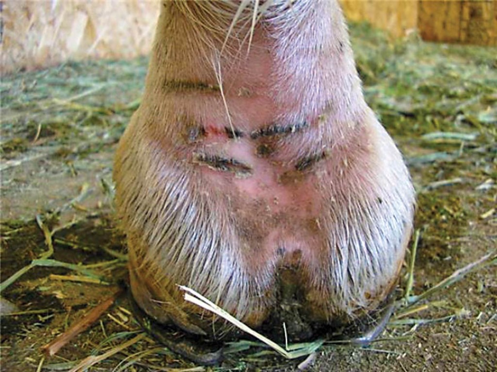 Dermatites de Quartela em Cavalos: causas, tratamento e o manejo eficaz