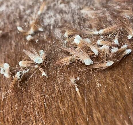 Dermatofilose em Cavalos (Rain Rot): entenda a causa, os riscos e o manejo correto no clima brasileiro