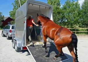 Como acalmar cavalo nervoso no transporte?