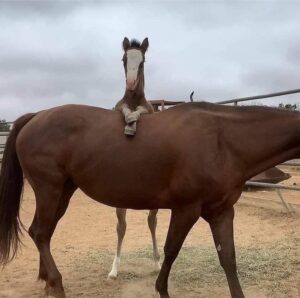 Pelo de cavalo opaco? O brilho foi removido…