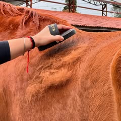 Cavalo trocando de pelo? Acelere a muda de pelagem