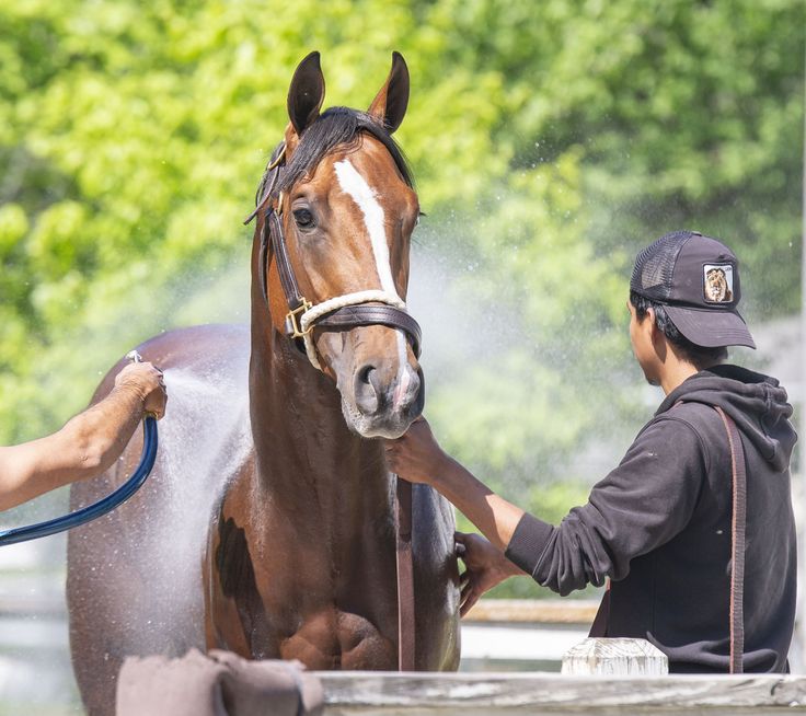 Pode usar shampoo de gente no cavalo? A resposta está no pH
