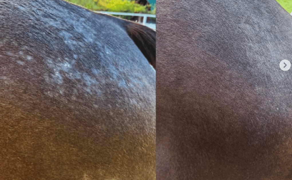 “Meu cavalo está com fungo”: esse diagnóstico pode estar errado (e o tratamento também)