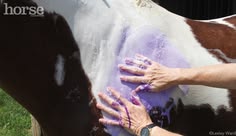 Como escolher o melhor shampoo para o seu cavalo (e o que o rótulo não conta)