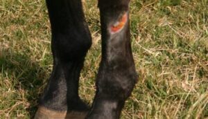 Evitando mosca na ferida do cavalo sem comprometer a cicatrização.