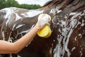 Com que frequência dar banho no cavalo? Depende, vem ver…
