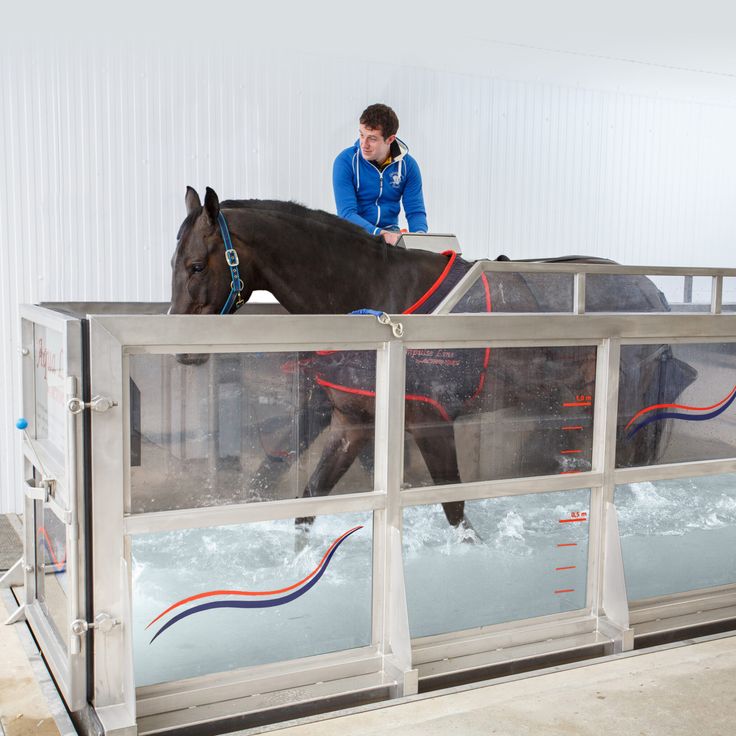 Esteira aquática, piscina e bota de gelo: como proteger a pele e os cascos do cavalo atleta