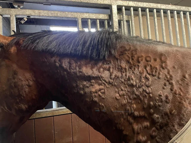 cavalo com alergia na pele devido ao oleo essencial