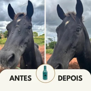 O que atrai mosca no cavalo (e o manejo que ajuda)