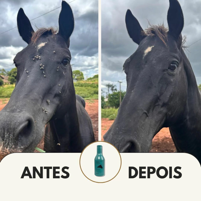 O que atrai mosca no cavalo (e o manejo que ajuda)