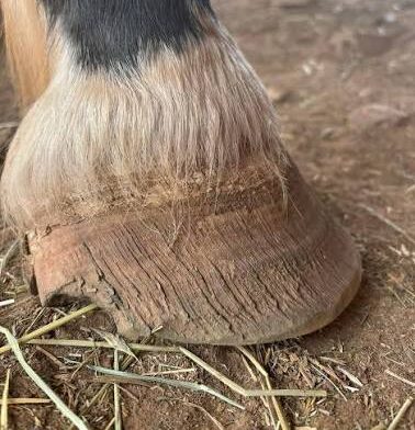 Formol, iodo, sulfato de cobre e solventes no casco do cavalo: tentativa de”endurecer” que causa rachaduras e perda de massa