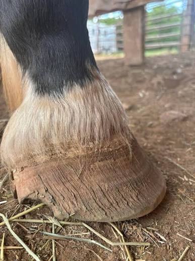Como fortalecer (de verdade) o casco do cavalo?