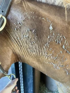 As 11 coisas mais absurdas que já vi passarem na pele do cavalo.