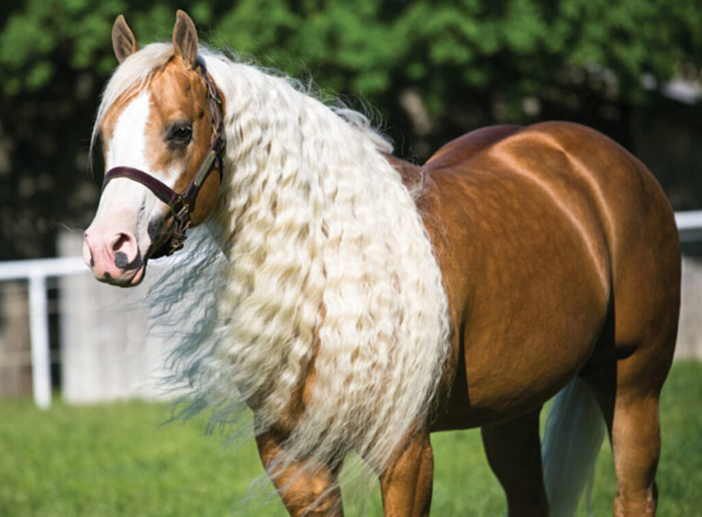 Como fazer a crina do cavalo crescer de verdade (vale pro rabo)