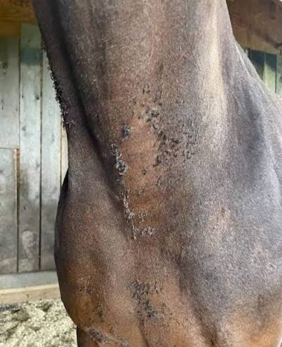 Sabão de coco no cavalo: o perigo da disbiose na pele equina