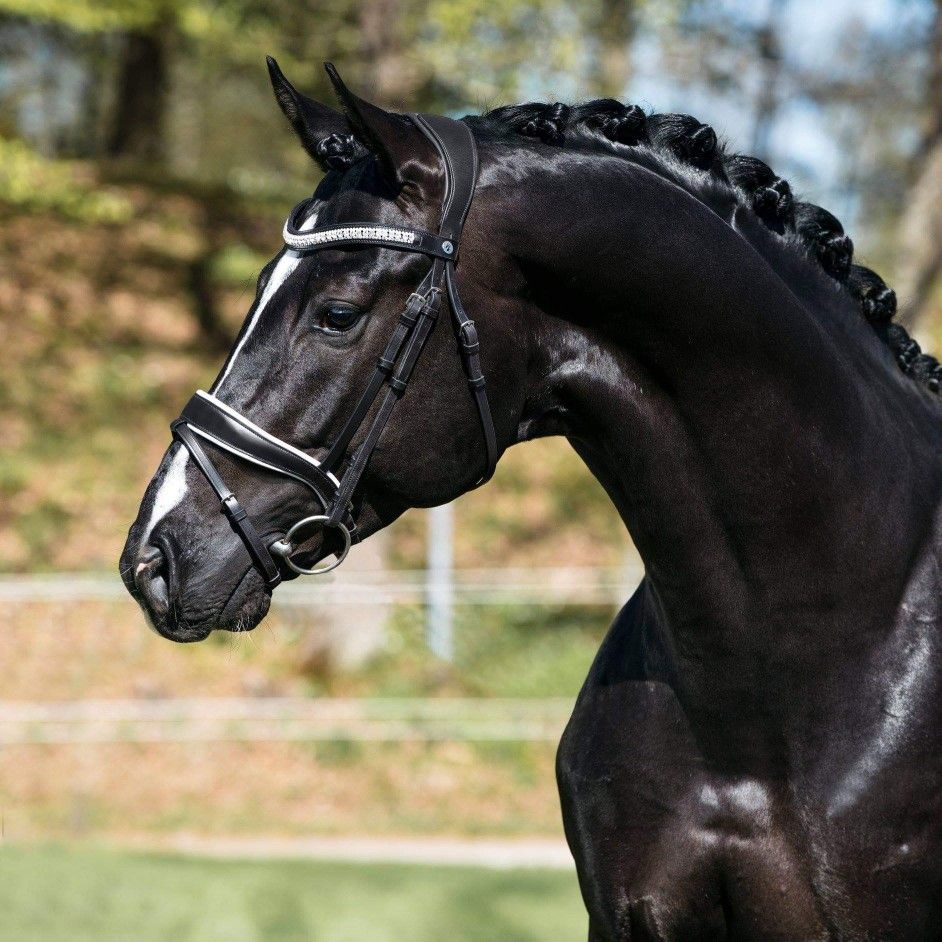 Boca e embocaduras do cavalo: quando o desconforto oral muda o movimento e o comportamento
