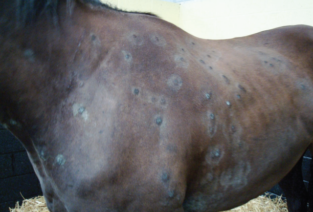 Dermatofitose em cavalos (ringworm): o que é, como tratar e prevenir