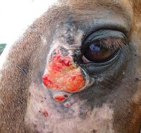 Habronemose em cavalos: o parasita causador da ferida que não cicatriza