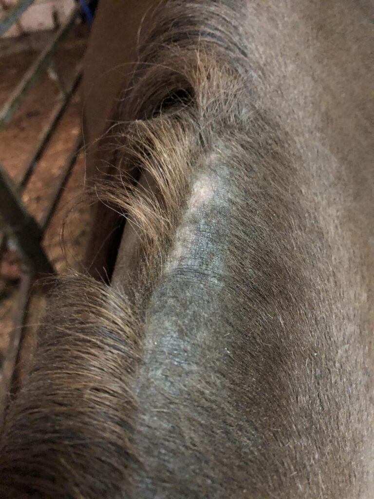Crina de cavalo caindo: quebra ou queda?