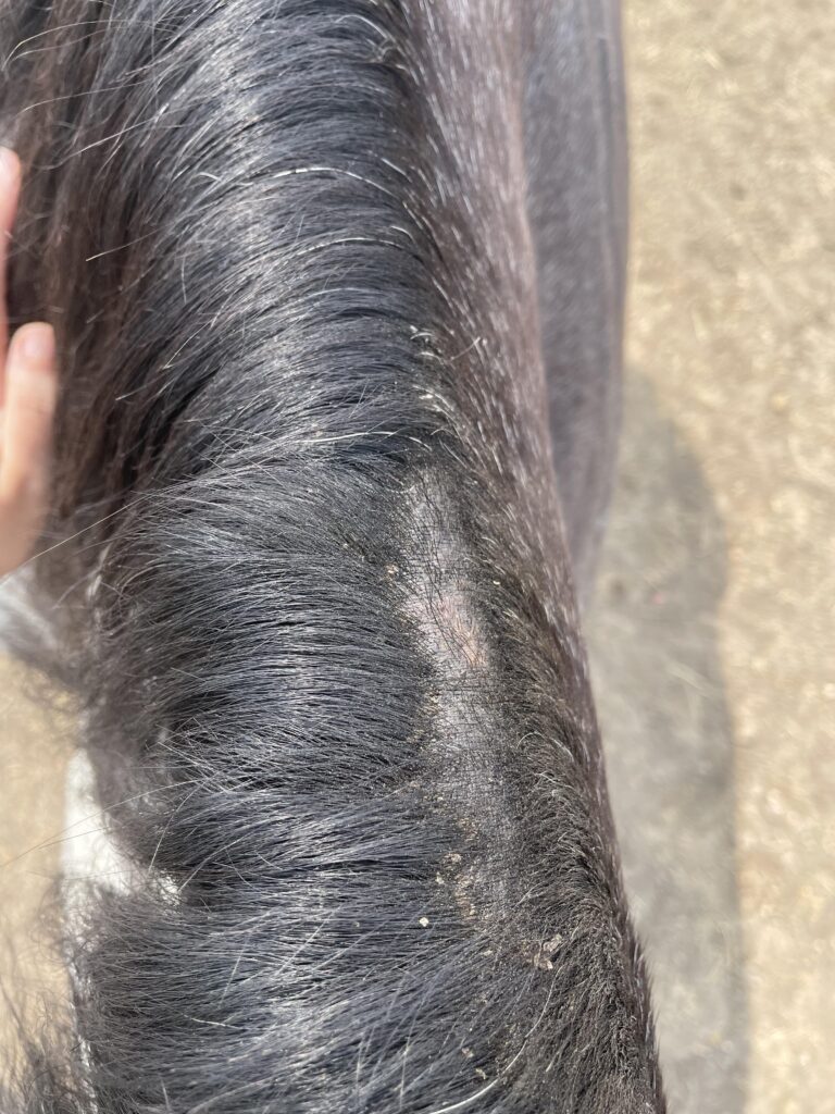 Seu cavalo tem caspa? Causas e tratamentos.