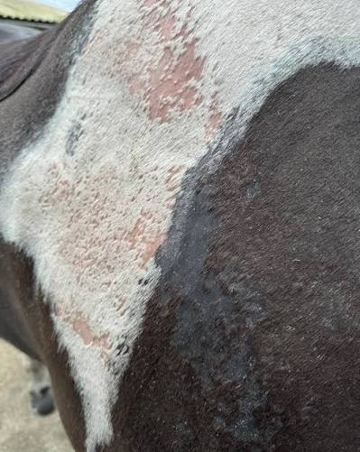 “Meu cavalo está com fungo”: esse diagnóstico pode estar errado (e o tratamento também)