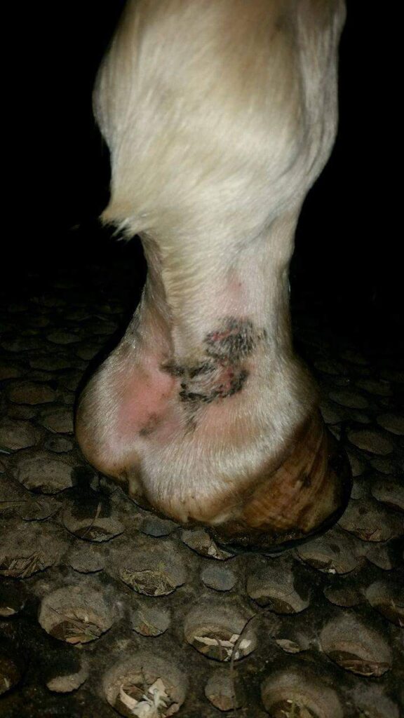Frieira em cavalo (dermatite de quartela): causas e cuidados que funcionam