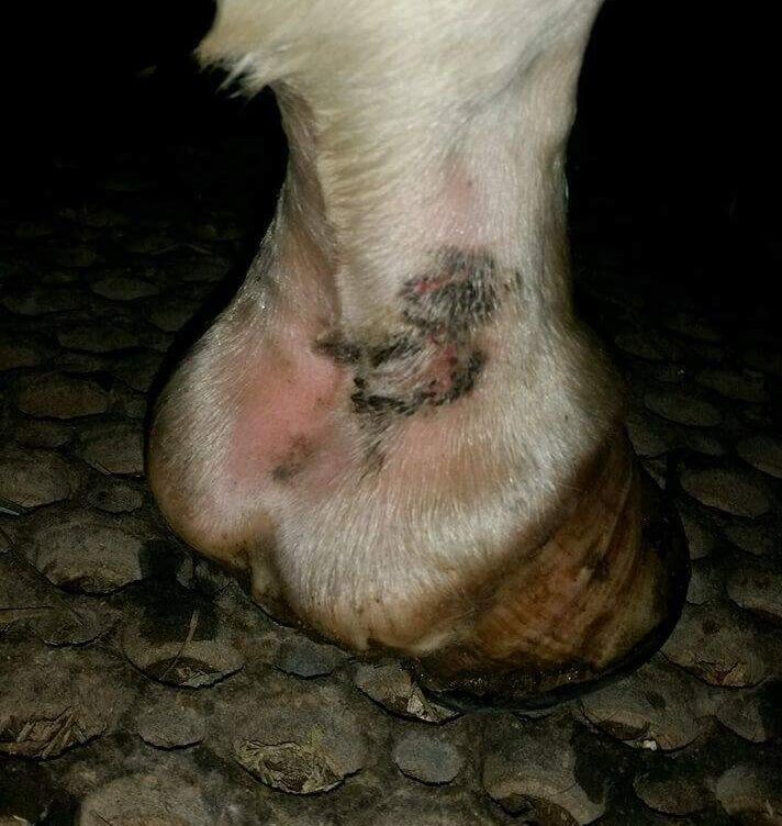 Quartela branca de cavalo com lesão escura e pele inflamada