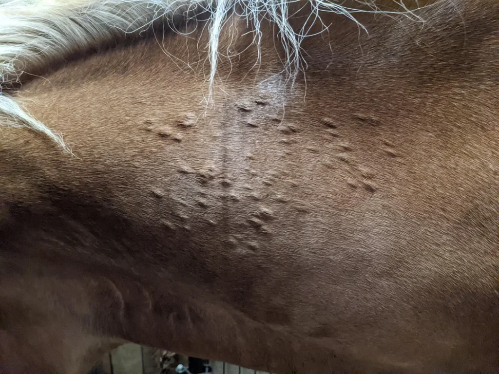 Micose, fungo ou dermatofilose? O que são essas casquinhas na pele do seu cavalo