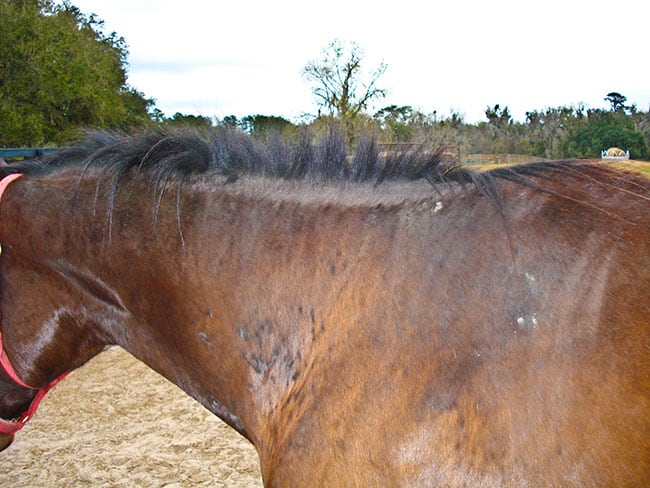 O perigo do sabão de coco na pele do cavalo. Spoiler: ele não é neutro