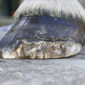 Linha branca do casco do cavalo: como a infiltração vira descolamento e o que fazer