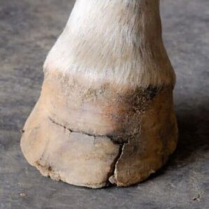 Casco de cavalo seco e quebradiço: por que ele lasca e o que fazer para parar de quebrar