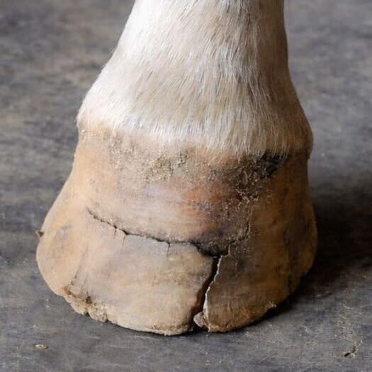 Casco de cavalo seco e quebradiço: por que ele lasca e o que fazer para parar de quebrar