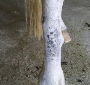 Cascas na canela do cavalo (cannon crud), hiperqueratose não é fungo