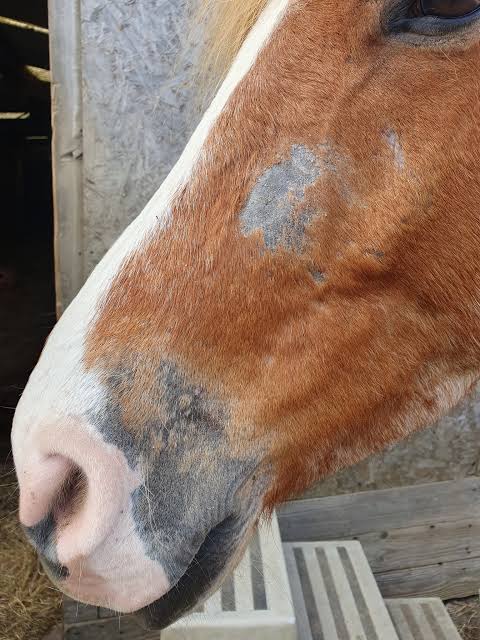 Braquiária queima e dá alergia na pele do cavalo?
