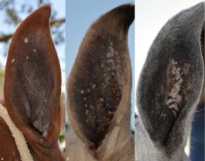 Fungo na orelha do cavalo? Pode ser placa aural ou papilomavírus equino.
