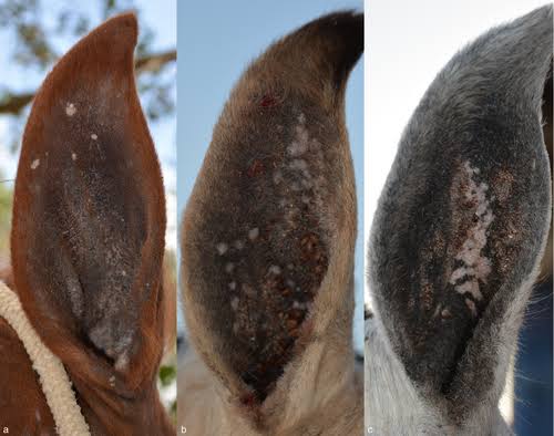 Fungo na orelha do cavalo? Pode ser placa aural ou papilomavírus equino.